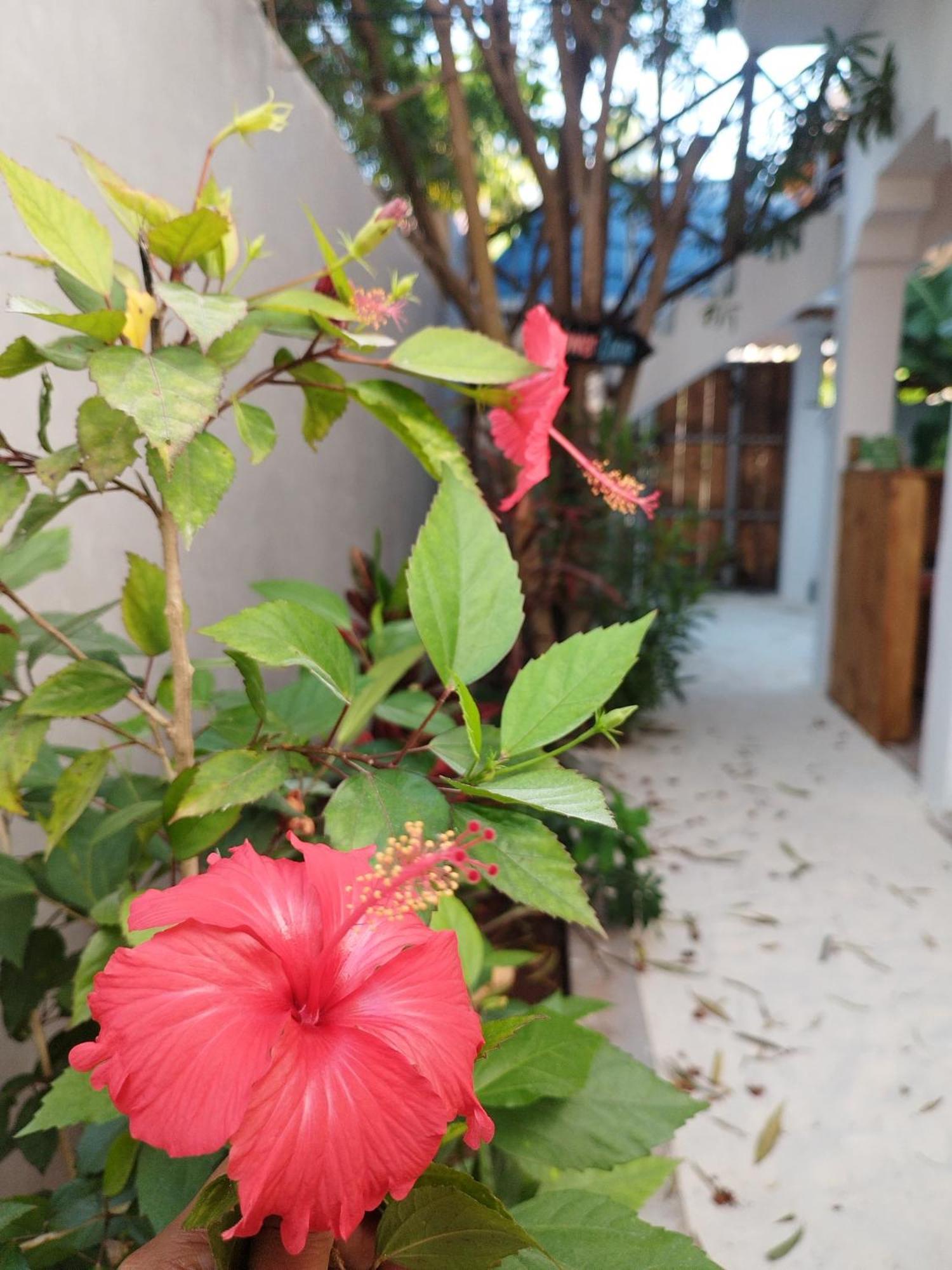 Pamoja Beach Stays Hotel In Jambiani Jambiani  Esterno foto